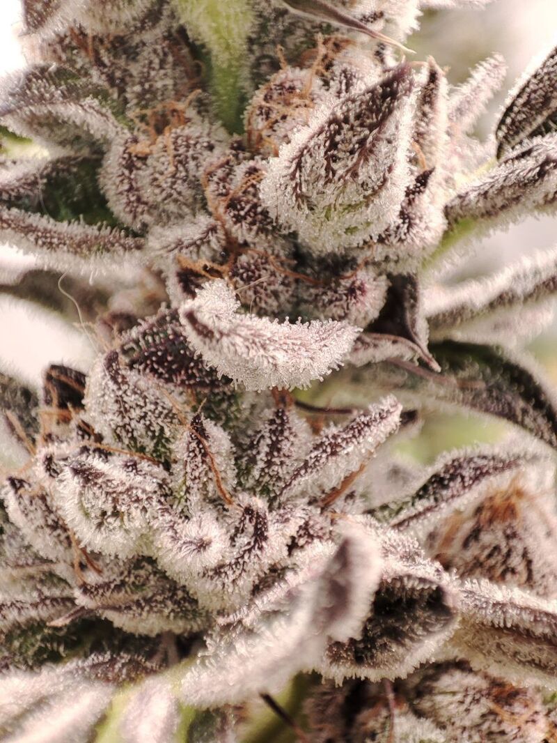 Gorilla Butter BX, Фасовка: 3