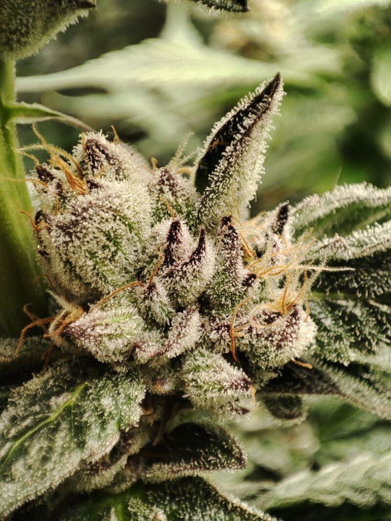 Gorilla Butter BX, Фасовка: 3, изображение 4