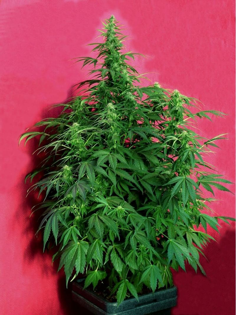 Og Kush Auto, Фасовка: 3, изображение 2