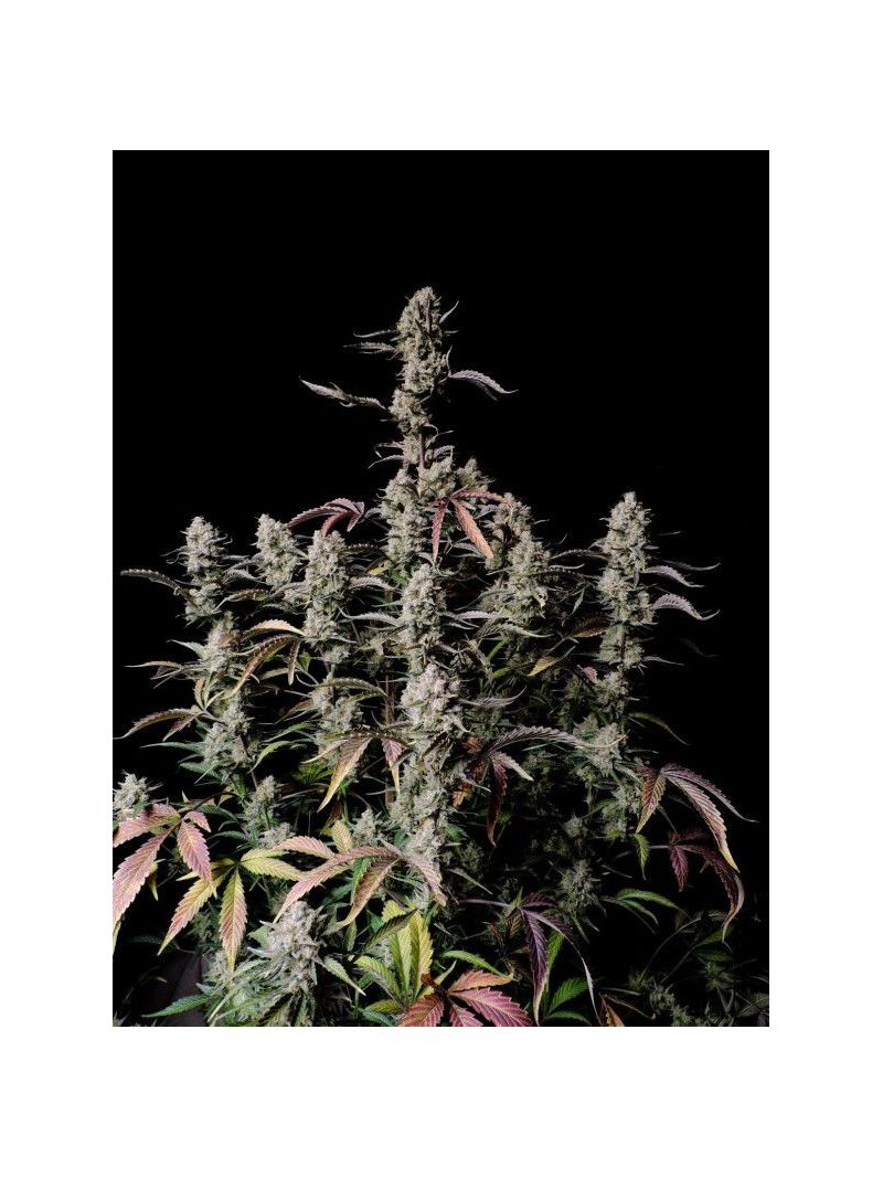 Gorilla Zkittlez Auto, Фасовка: 1, изображение 2