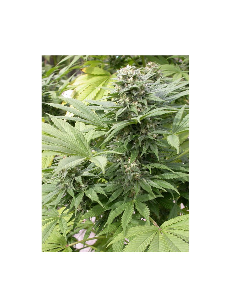 Warlock, Фасовка: 3, изображение 5