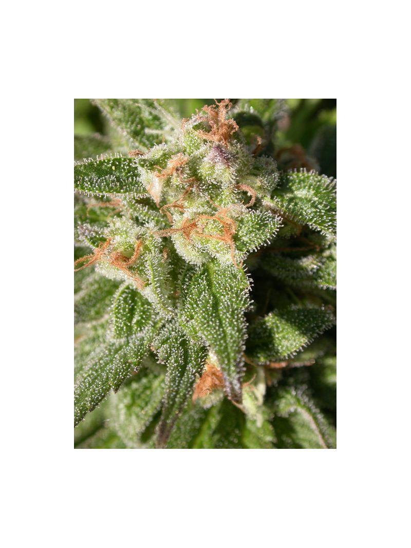 Warlock, Фасовка: 3, изображение 7