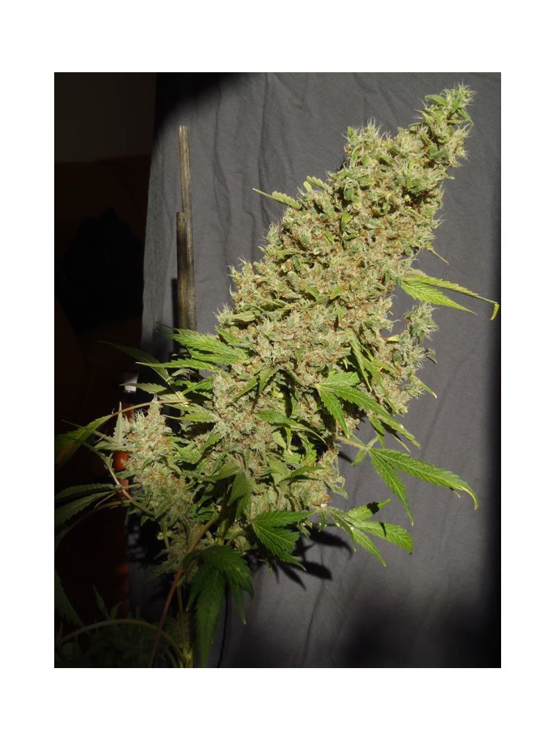 Chronic, Фасовка: 6, изображение 5