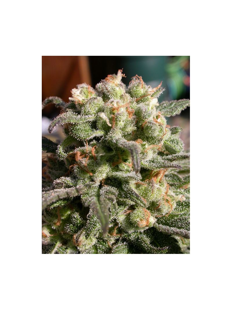 Warlock, Фасовка: 3, изображение 6