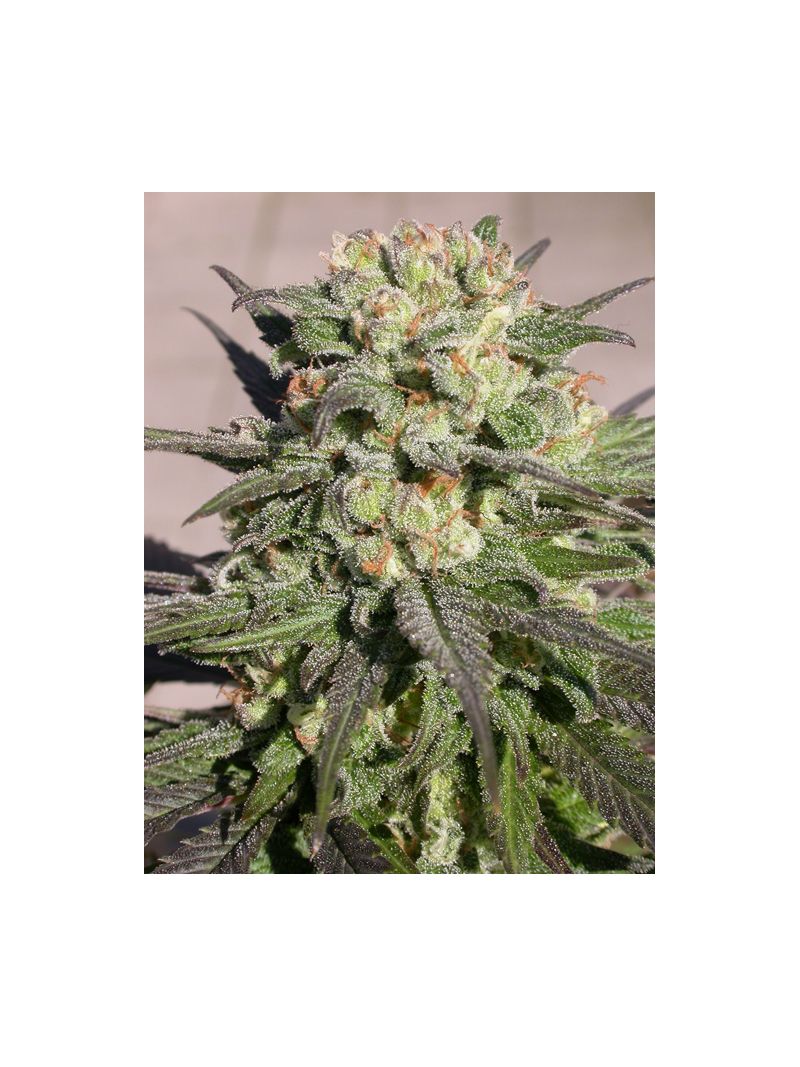 Warlock, Фасовка: 3, изображение 3