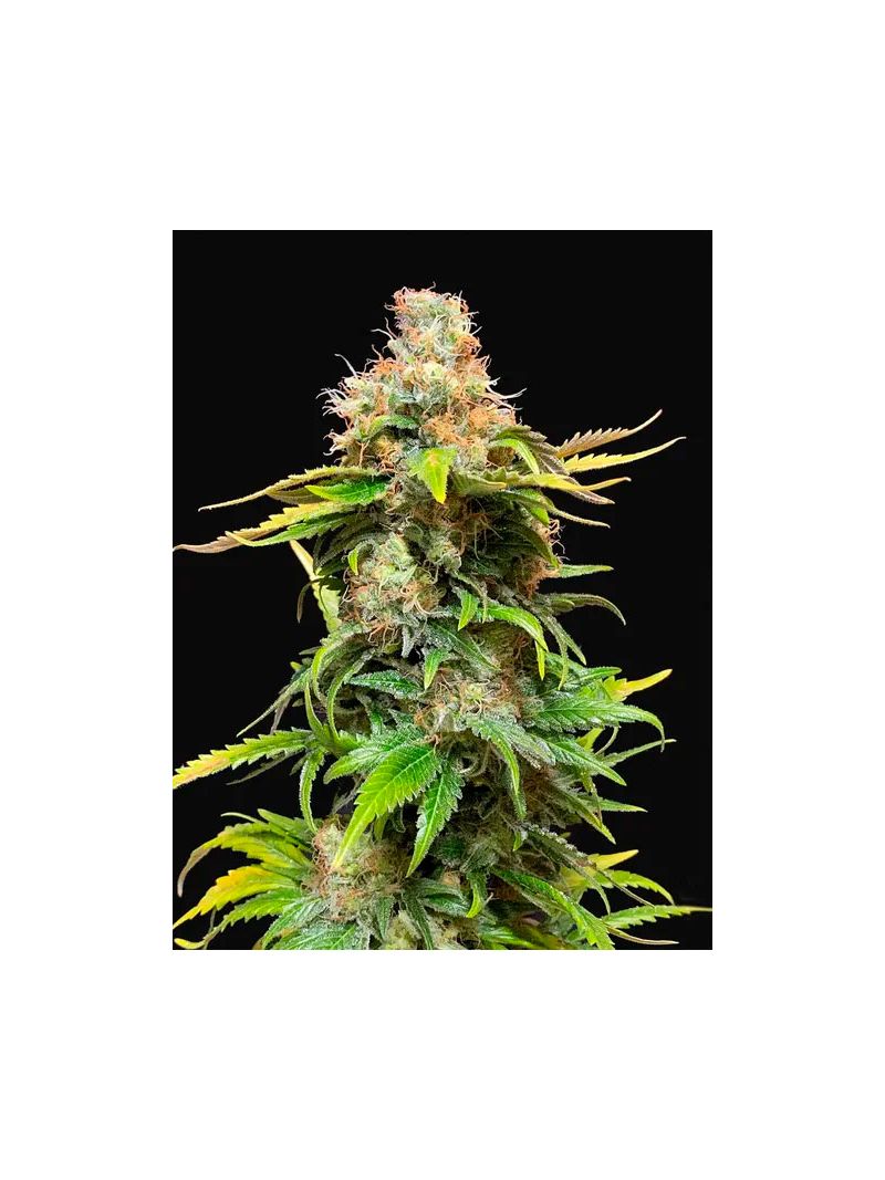 Ice Cream Ghost Train, Фасовка: 3