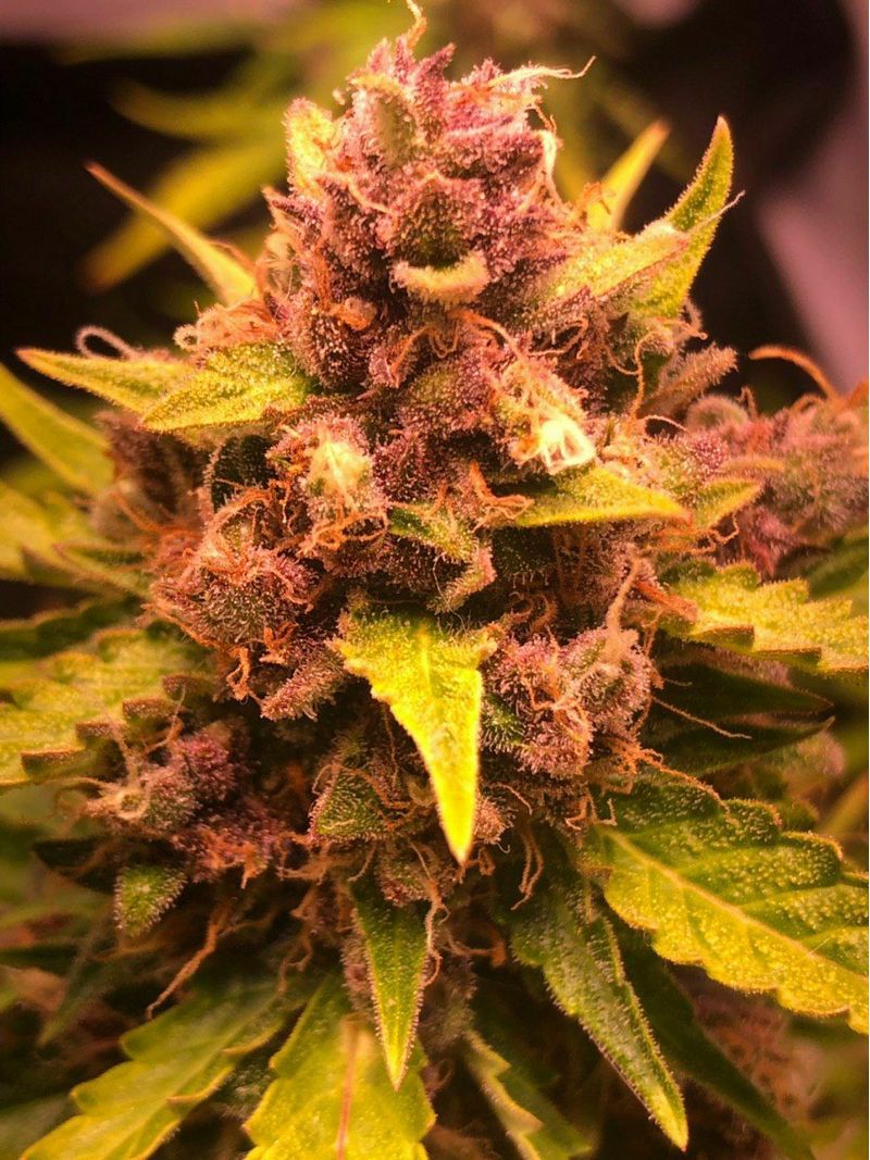 Ice Opium Auto, Фасовка: 3, изображение 2