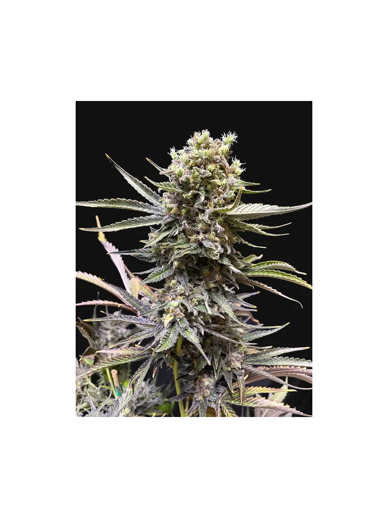 Sherbet Cuvee Cookies, Фасовка: 3