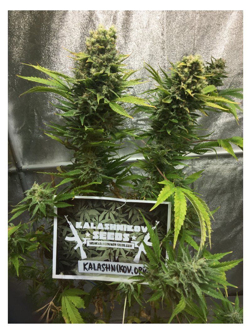 Kalashnikov Original, Фасовка: 3, изображение 3