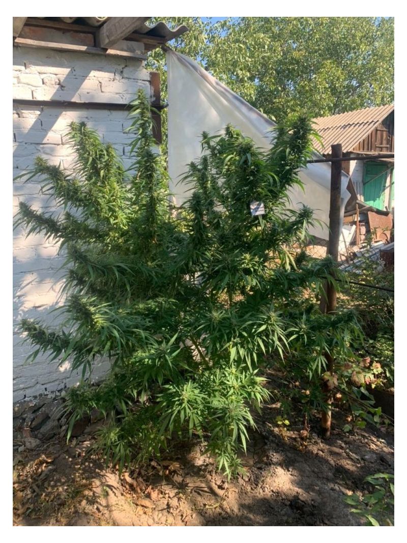 Кубанский убийца, Фасовка: 5, изображение 4