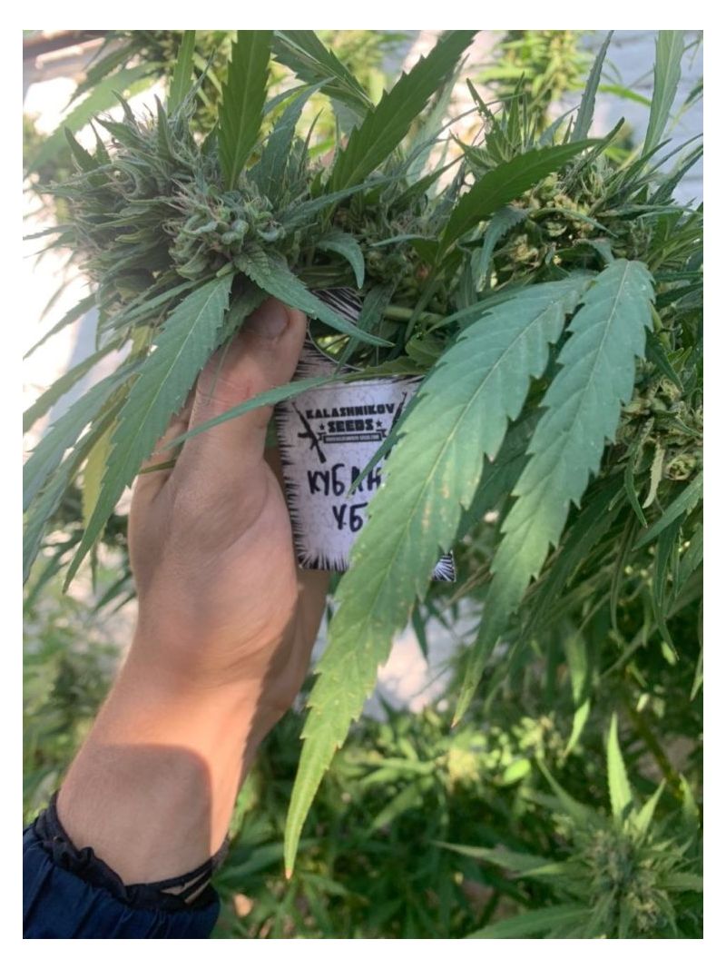 Кубанский убийца, Фасовка: 5, изображение 5