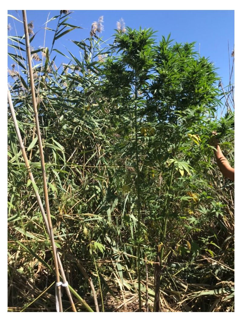 Kalashnikov  Express, Фасовка: 5, изображение 5