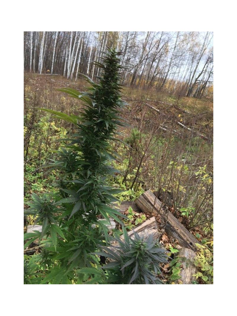 Kabul Express, Фасовка: 3, изображение 2