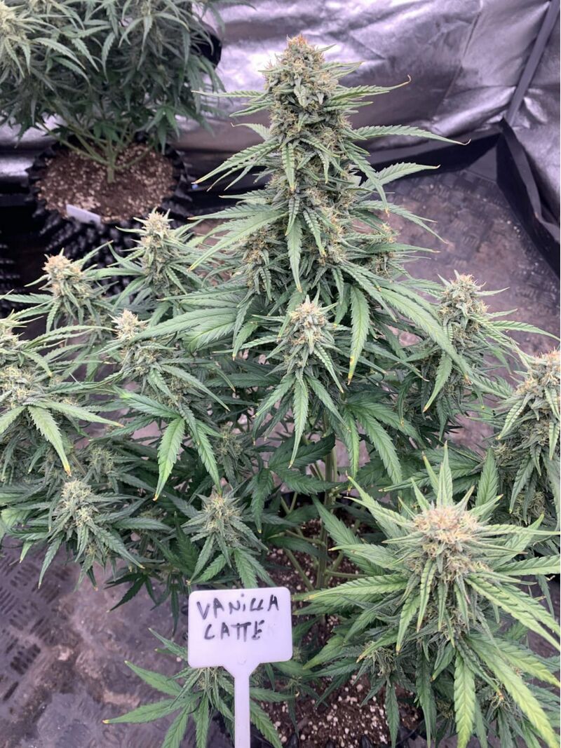 Vanilla Latte Auto, Фасовка: 3, изображение 6