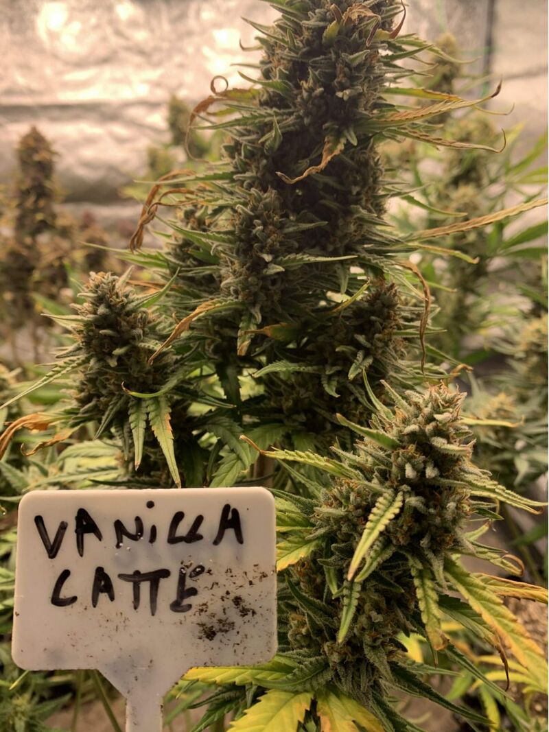 Vanilla Latte Auto, Фасовка: 3, изображение 5
