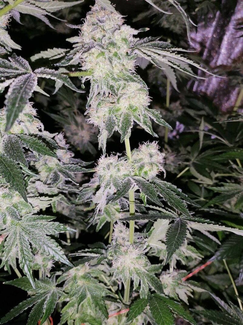 Fruit Gum, Фасовка: 3, изображение 6