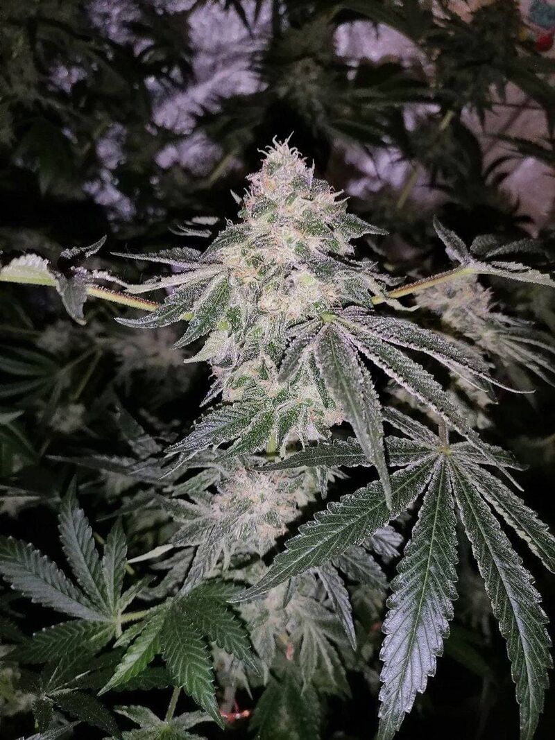 Fruit Gum, Фасовка: 3, изображение 5