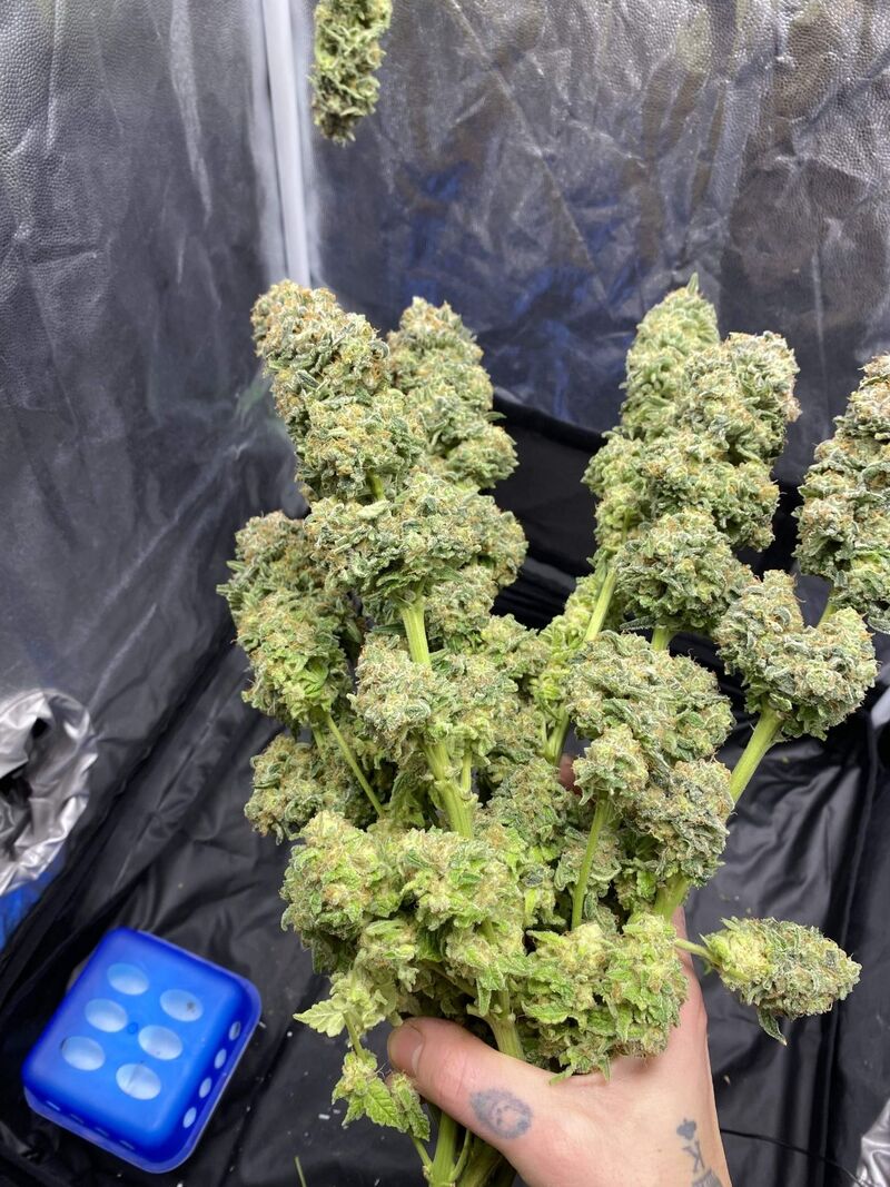 White Widow XXL, Фасовка: 5, изображение 7