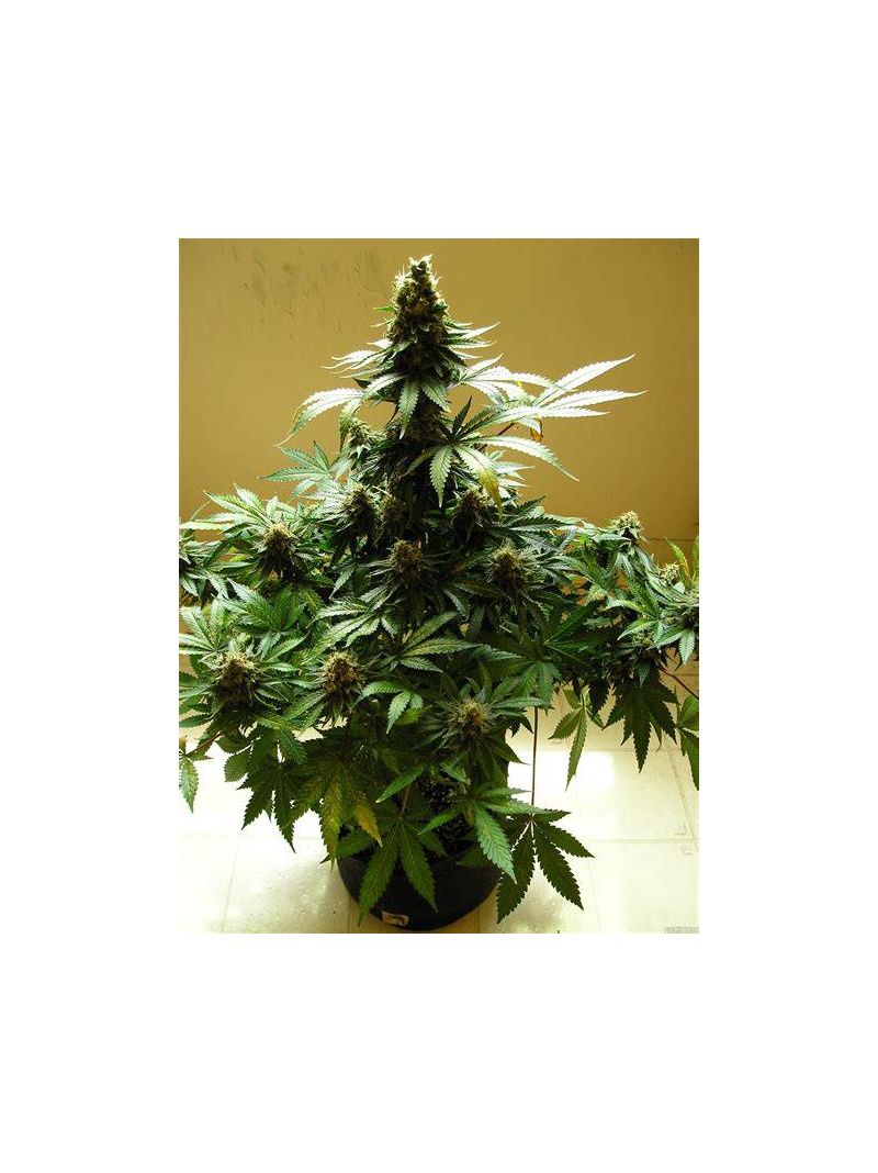 Swiss Cheese, Фасовка: 3, изображение 4