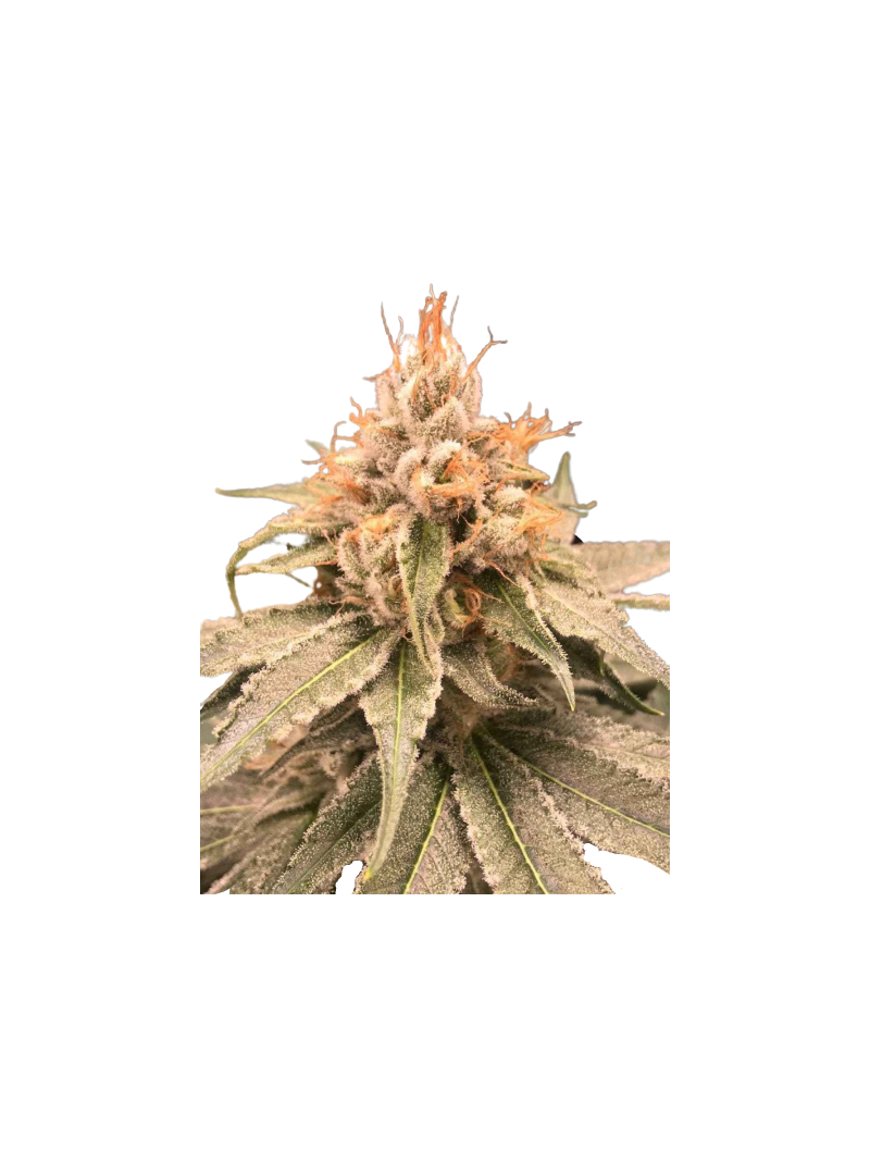 OG Russian genetics, Фасовка: 3+1