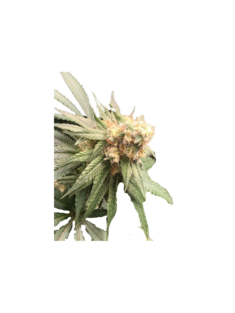 Sour Chocodiesel genetics, Фасовка: 5+2