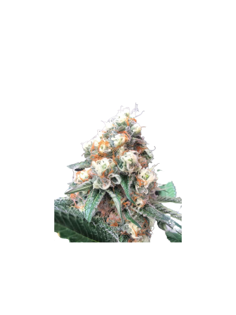 Lemonade Krush genetics, Фасовка: 3+1