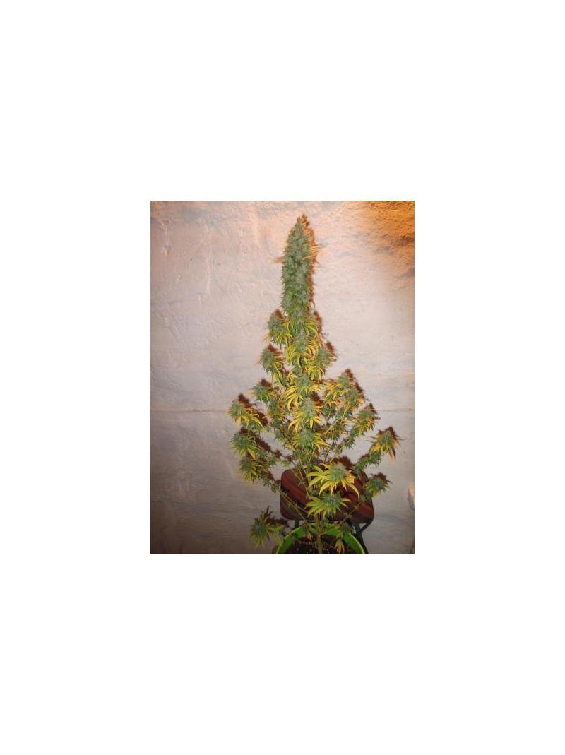 Tangerine Dream, Фасовка: 3, изображение 5