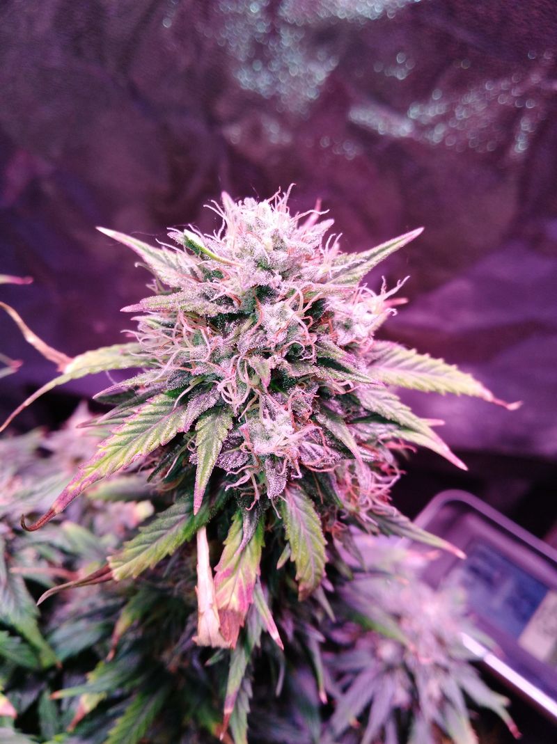 Amnesia Haze Auto, Фасовка: 3, изображение 2