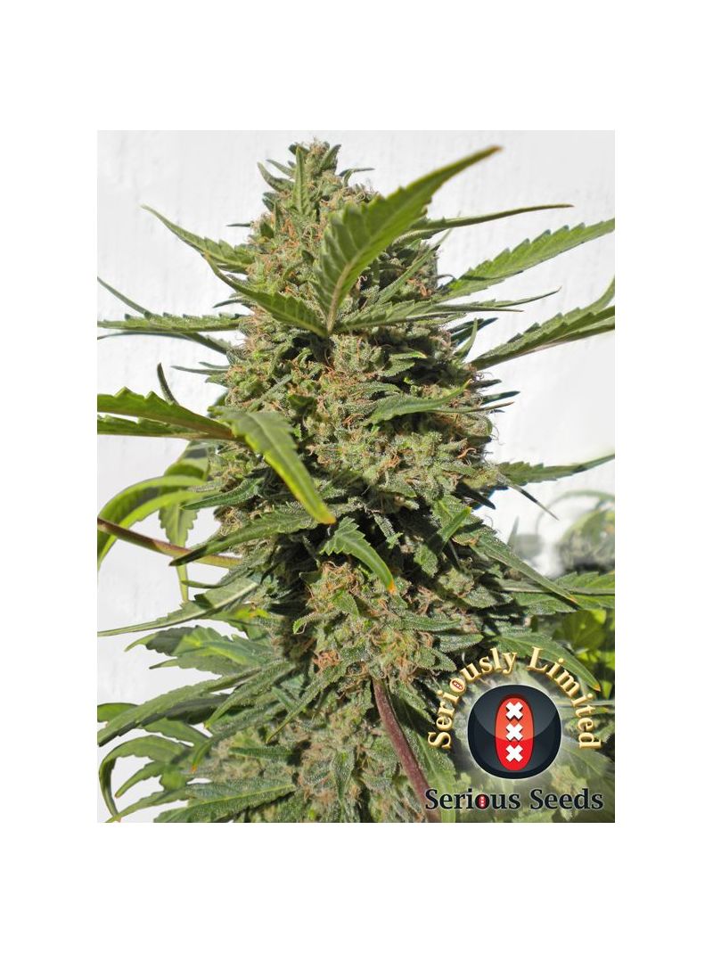 Serious Happiness, Фасовка: 3, изображение 3