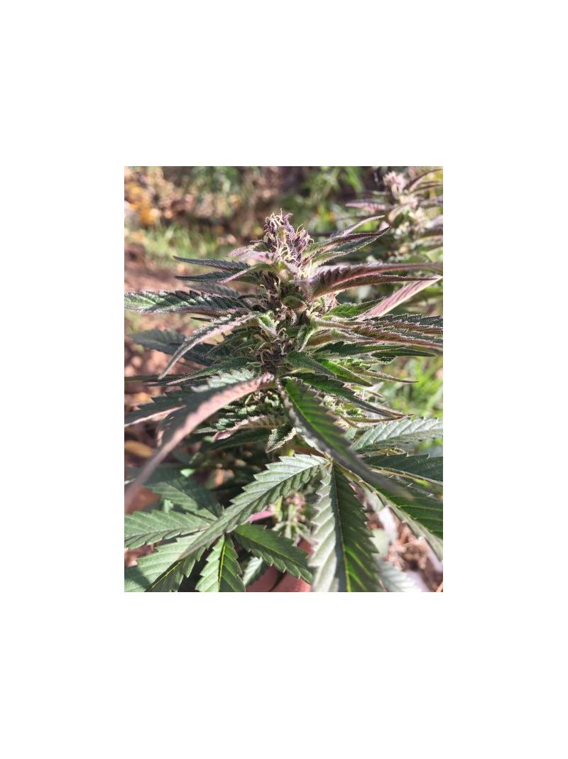 Purple Kush (X), Фасовка: 5, изображение 5