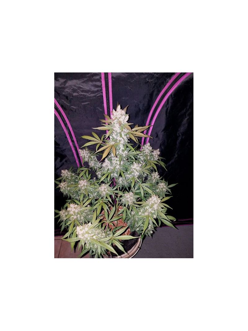 Auto Cookies XL, Фасовка: 5, изображение 4