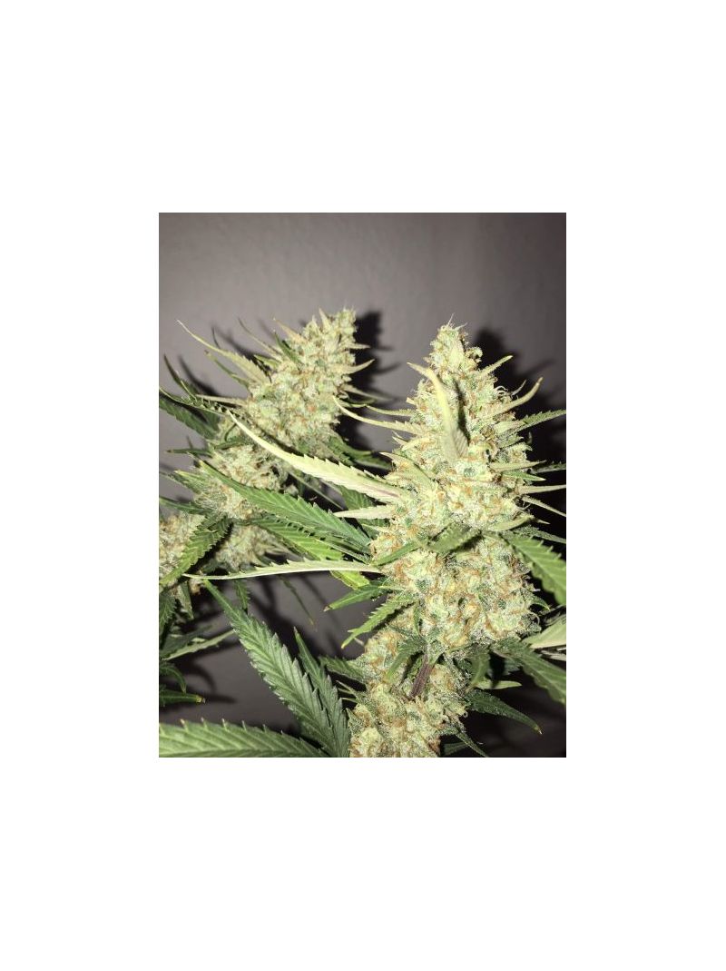 Auto N.Y.C. Diesel, Фасовка: 5, изображение 3