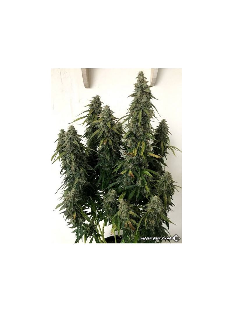 Auto Gorilla XL, Фасовка: 5, изображение 5