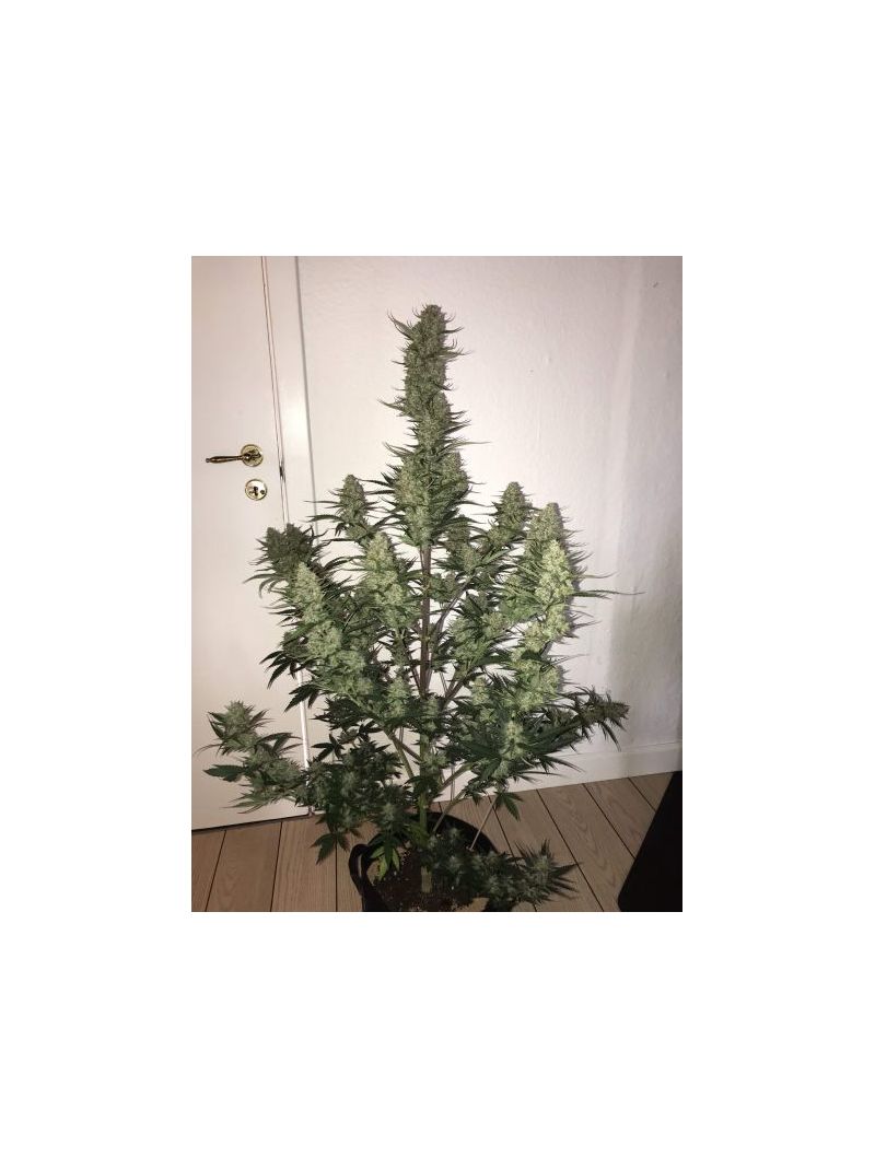 Auto N.Y.C. Diesel, Фасовка: 5, изображение 4