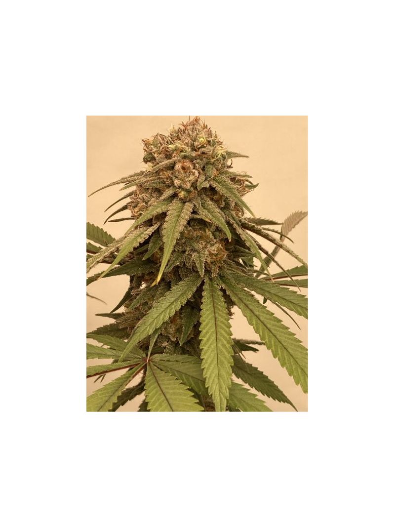 Wedding Cake (X), Фасовка: 5, изображение 2