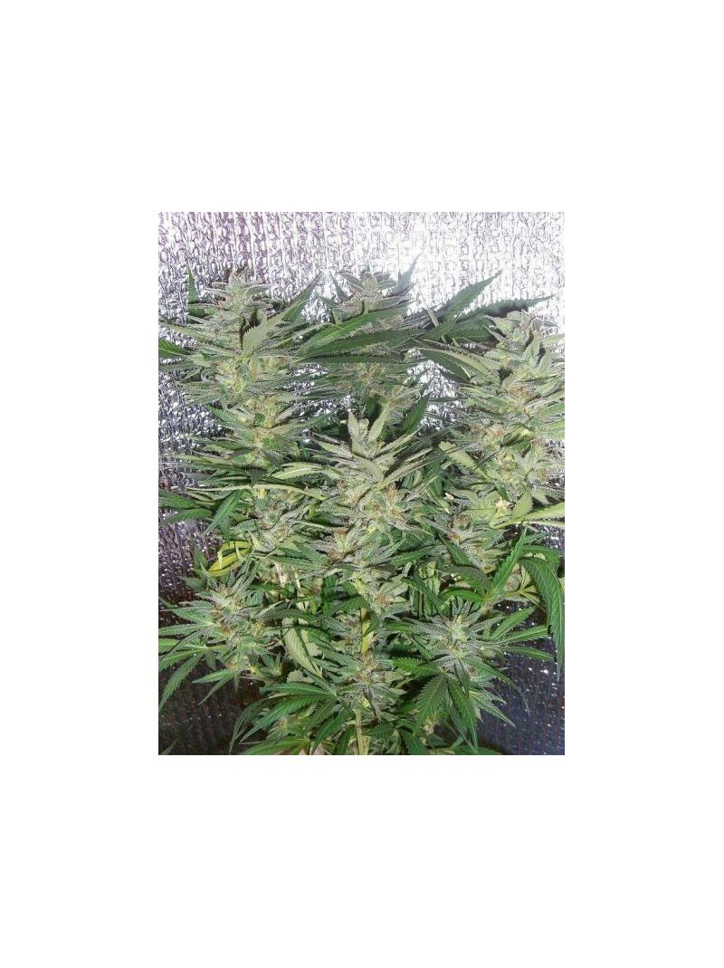White Widow (X Seeds), Фасовка: 5, изображение 4