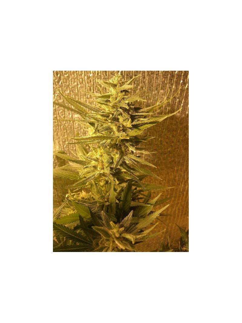 White Widow (X Seeds), Фасовка: 5, изображение 3