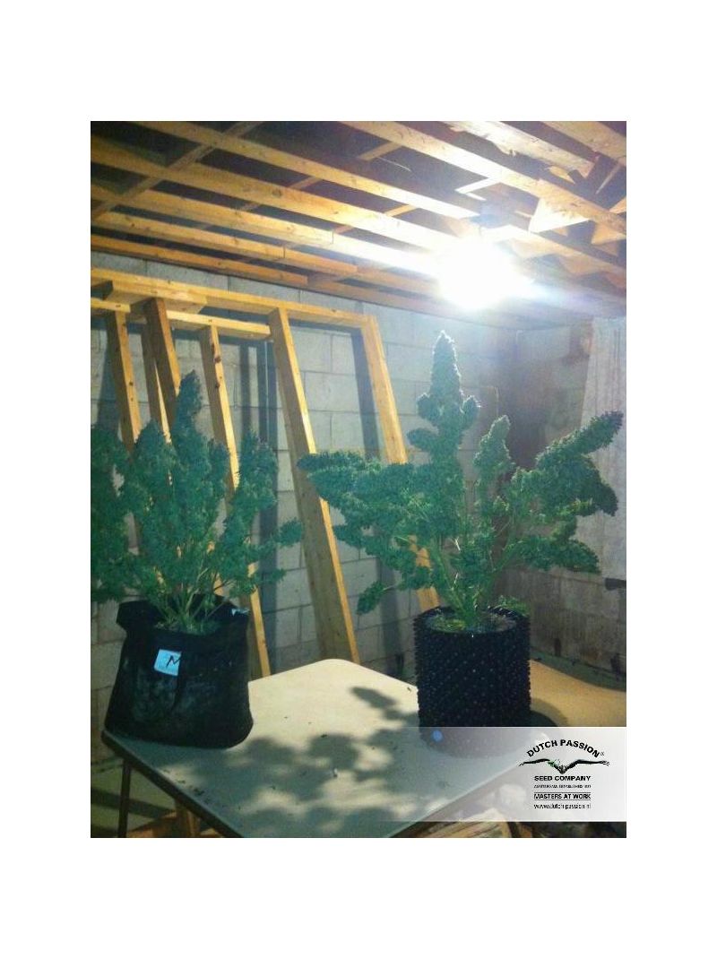 Xtreme Auto, Фасовка: 1, изображение 5