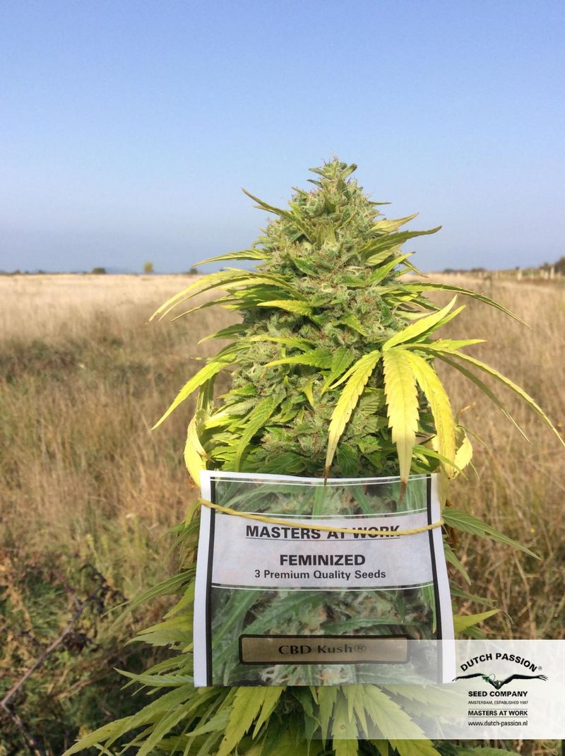 CBD Kush, Фасовка: 3, изображение 7