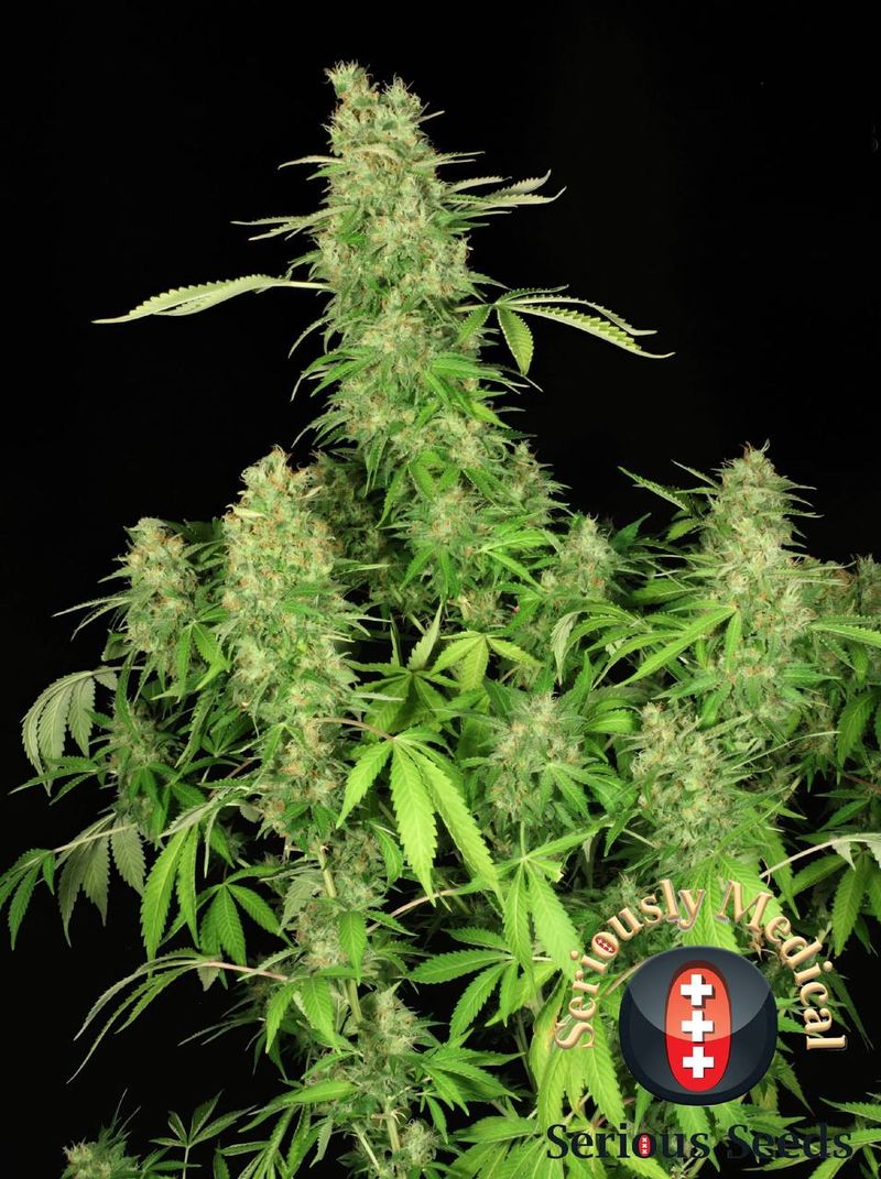 CBD-Chronic, Фасовка: 6