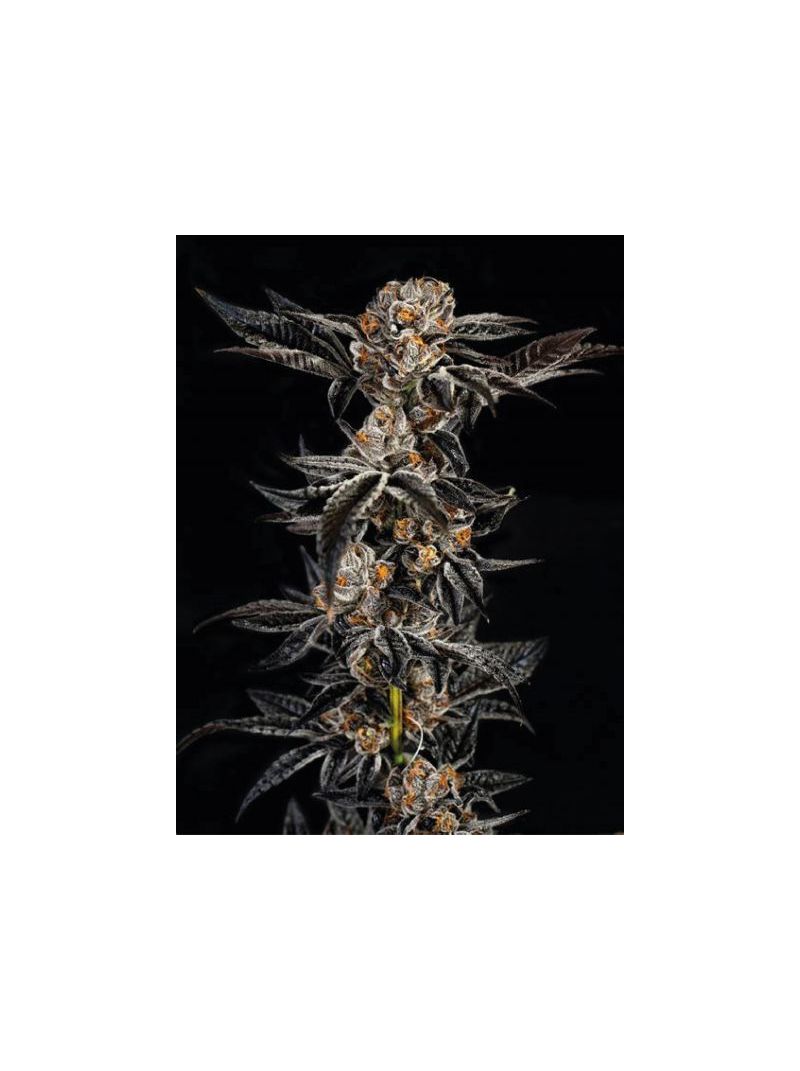 Gelato #33 (X), Фасовка: 5