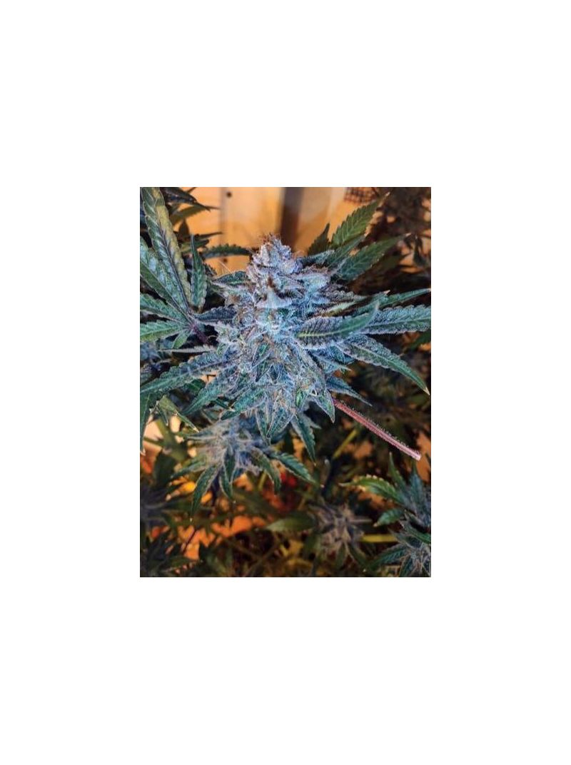 Sherbet Cuvee Cookies, Фасовка: 3, изображение 3