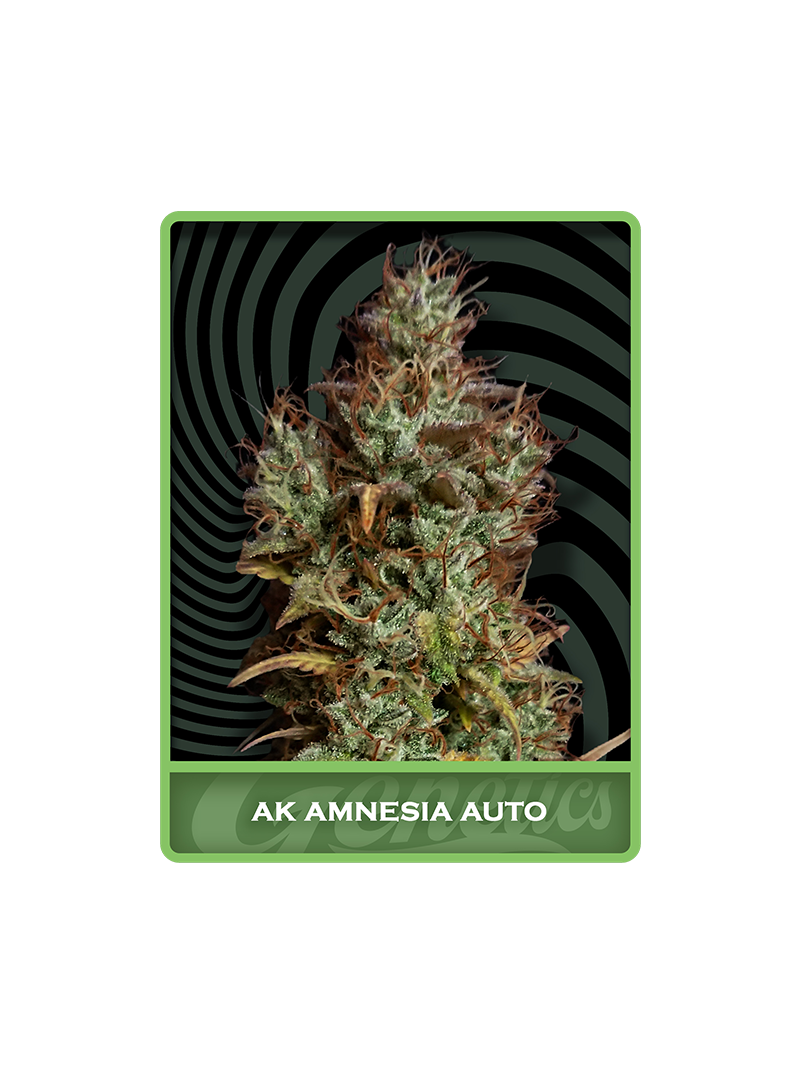 AK Amnesia Auto, Фасовка: 1