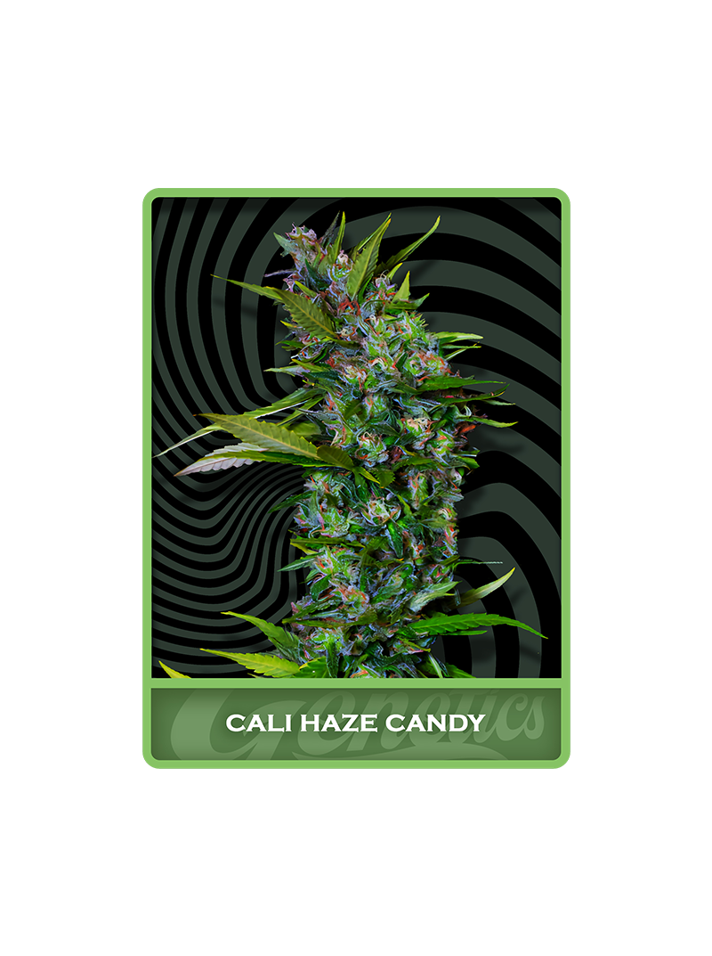 Cali Haze Candy, Фасовка: 1