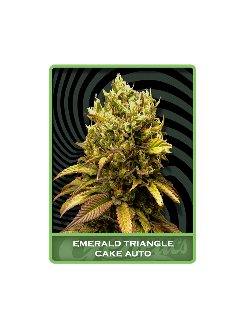 Emerald Triangle Cake Auto, Фасовка: 1