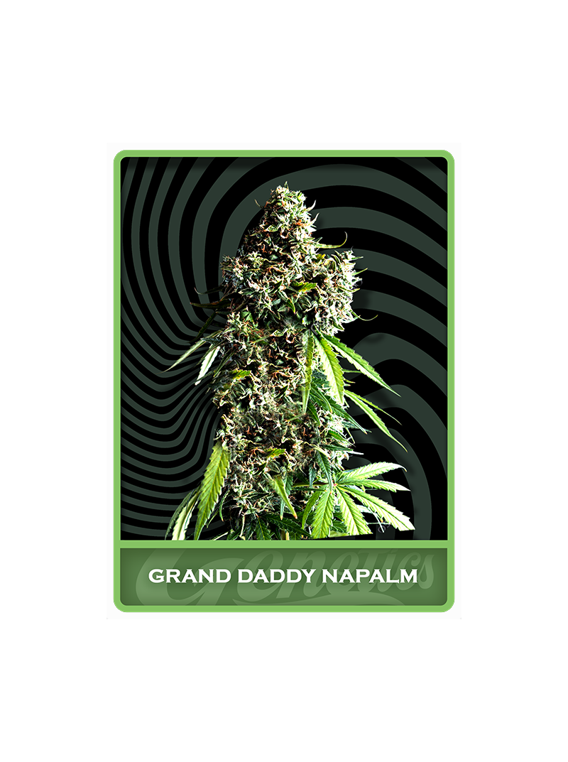 Granddaddy Napalm, Фасовка: 1