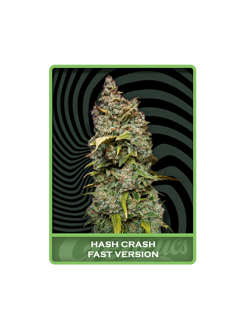 Hash Crash Fast, Фасовка: 3