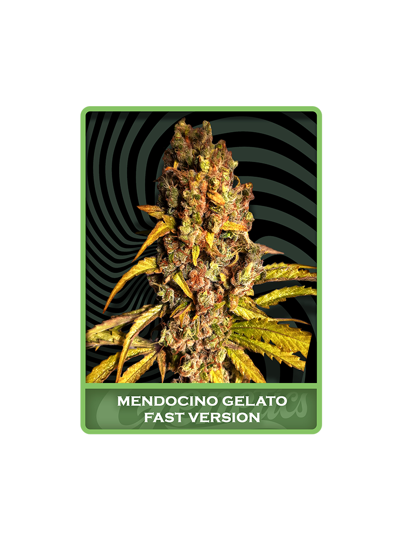 Mendocino Gelato Fast, Фасовка: 1