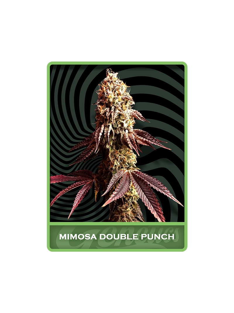 Mimosa Double Punch, Фасовка: 3