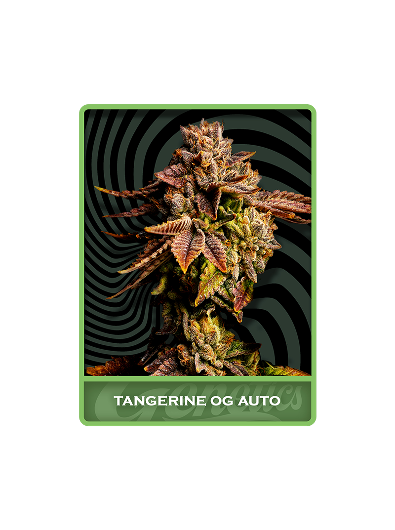 Tangerine OG Auto, Фасовка: 3